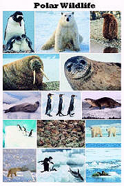 Polar Wildlife