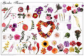 Garden Flowers Poster