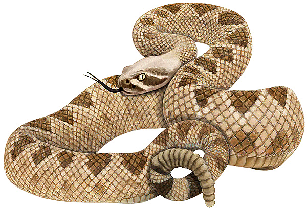 Crotalus atrox- Western Diamondback Rattlesnake